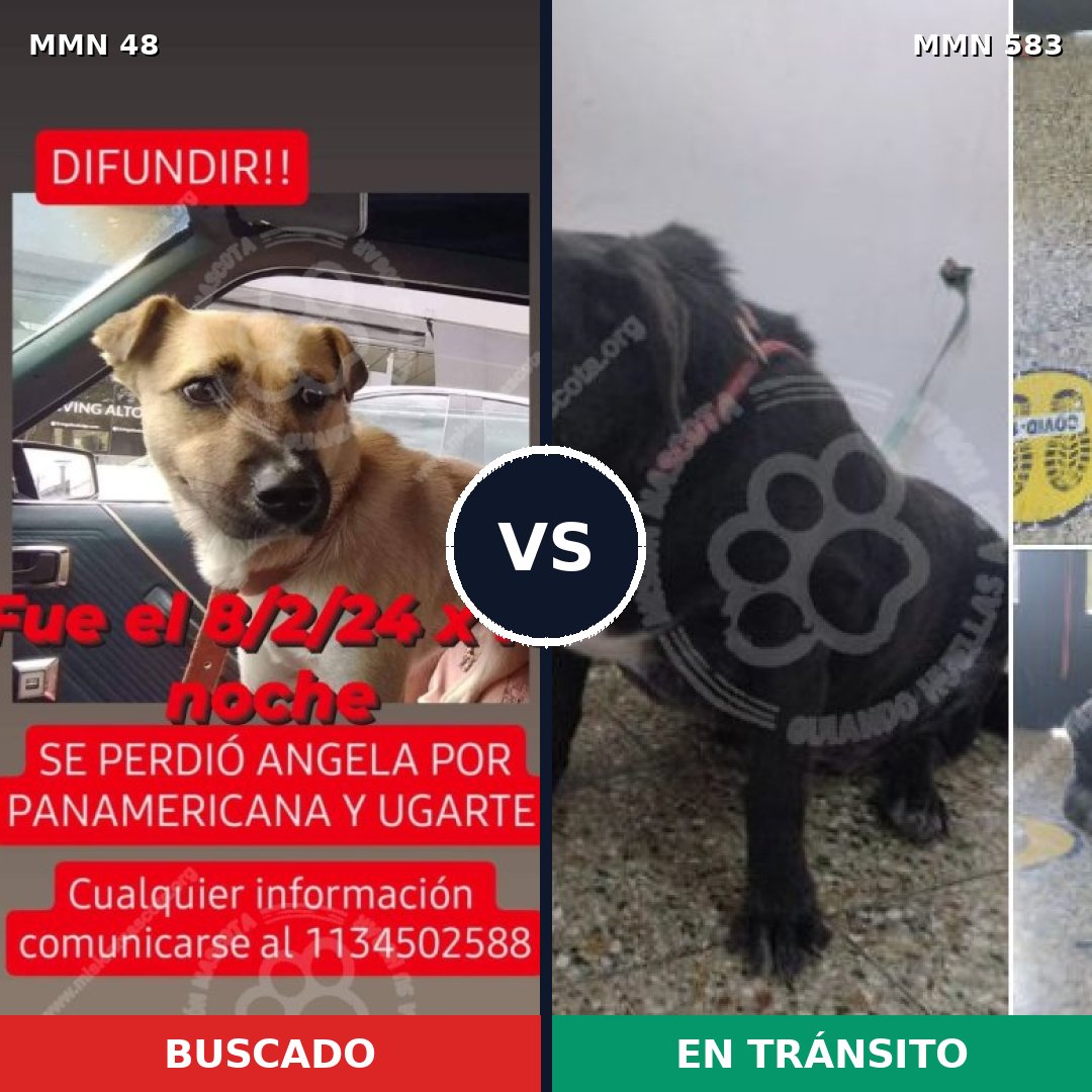 Comparativa MMS 1923: mascota perdida y mascota encontrada, 69% de similitud