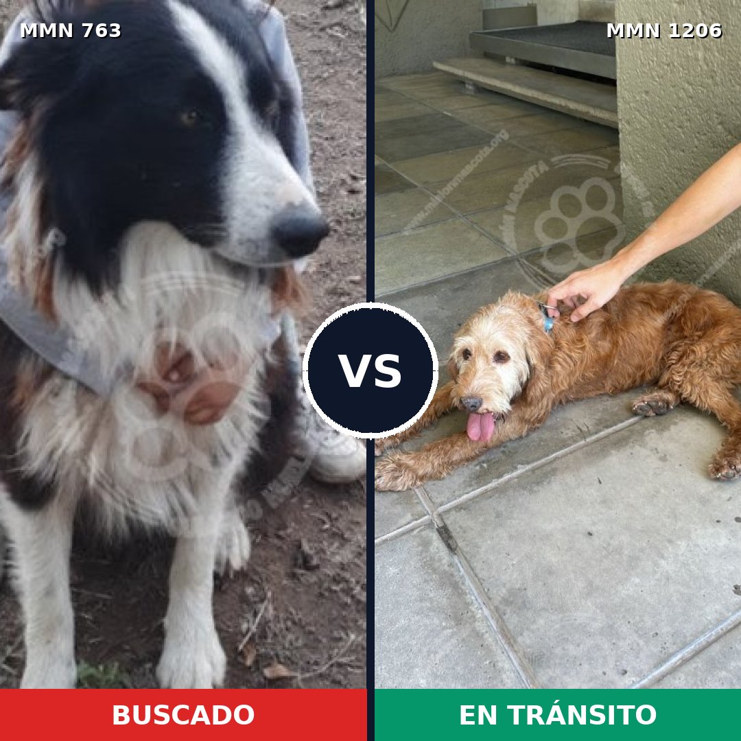 Comparativa MMS 19231: mascota perdida y mascota encontrada, 41% de similitud