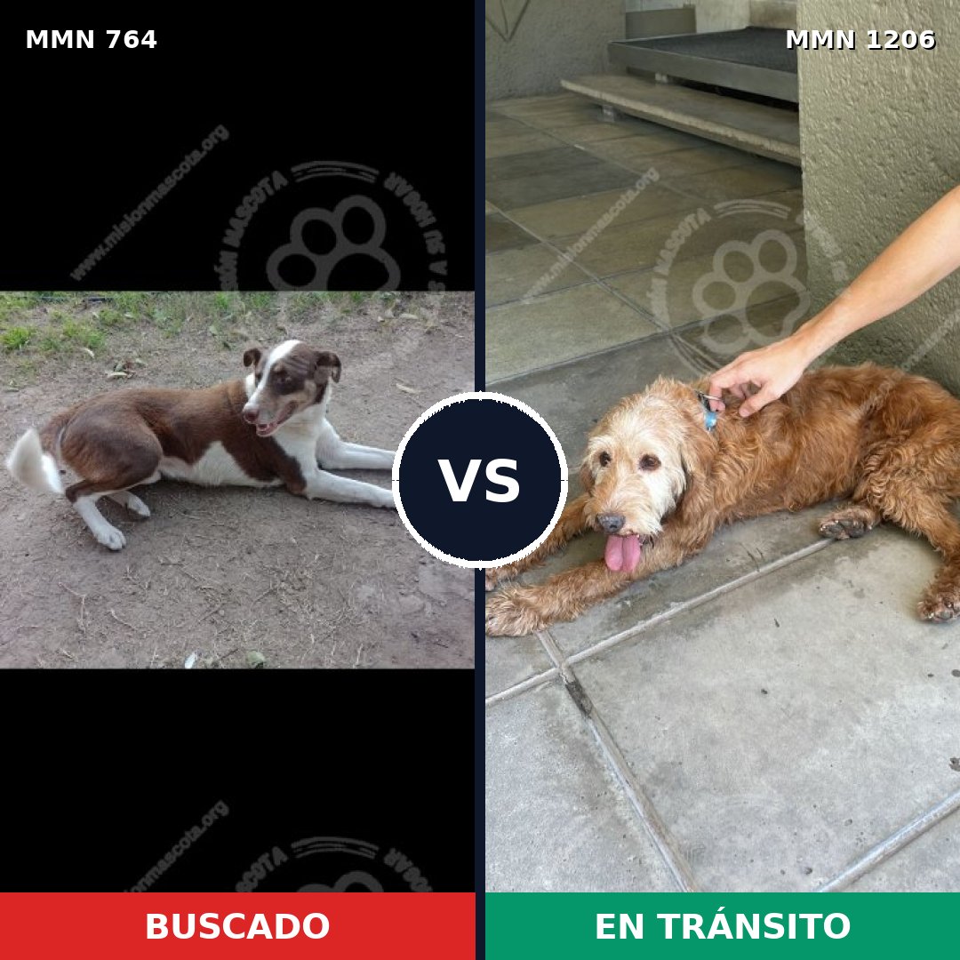 Comparativa MMS 19232: mascota perdida y mascota encontrada, 42% de similitud