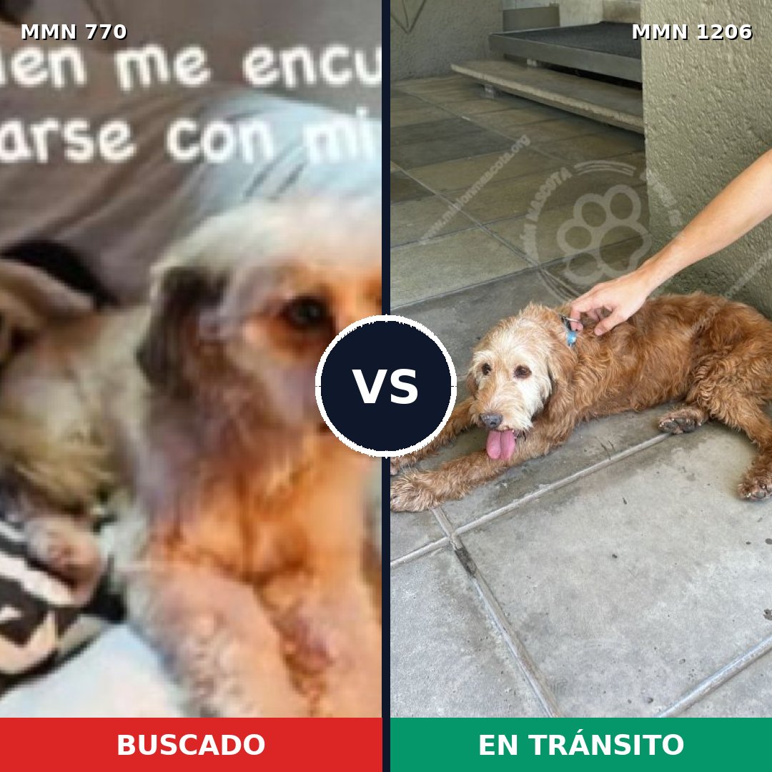 Comparativa MMS 19235: mascota perdida y mascota encontrada, 63% de similitud
