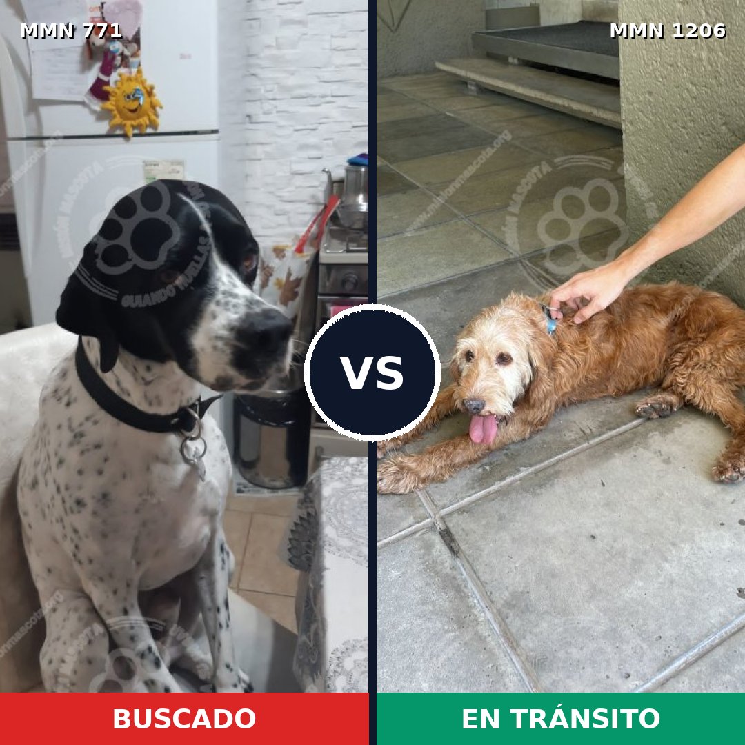 Comparativa MMS 19236: mascota perdida y mascota encontrada, 40% de similitud