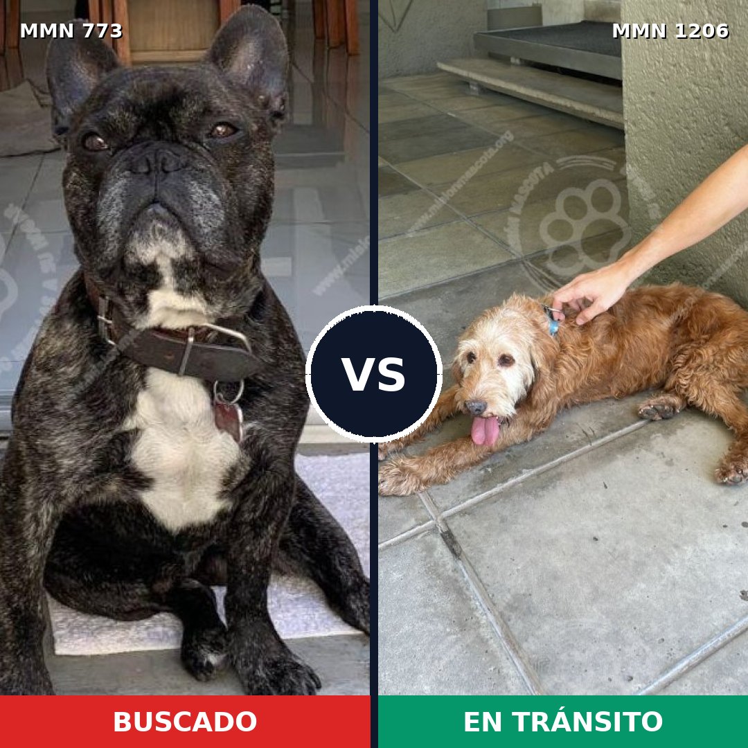 Comparativa MMS 19237: mascota perdida y mascota encontrada, 44% de similitud