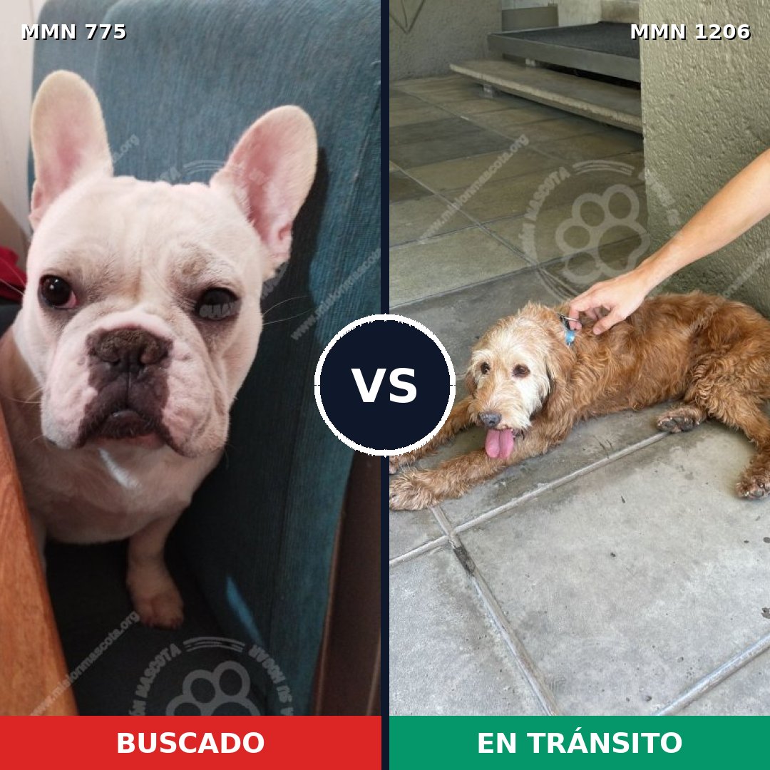 Comparativa MMS 19238: mascota perdida y mascota encontrada, 45% de similitud