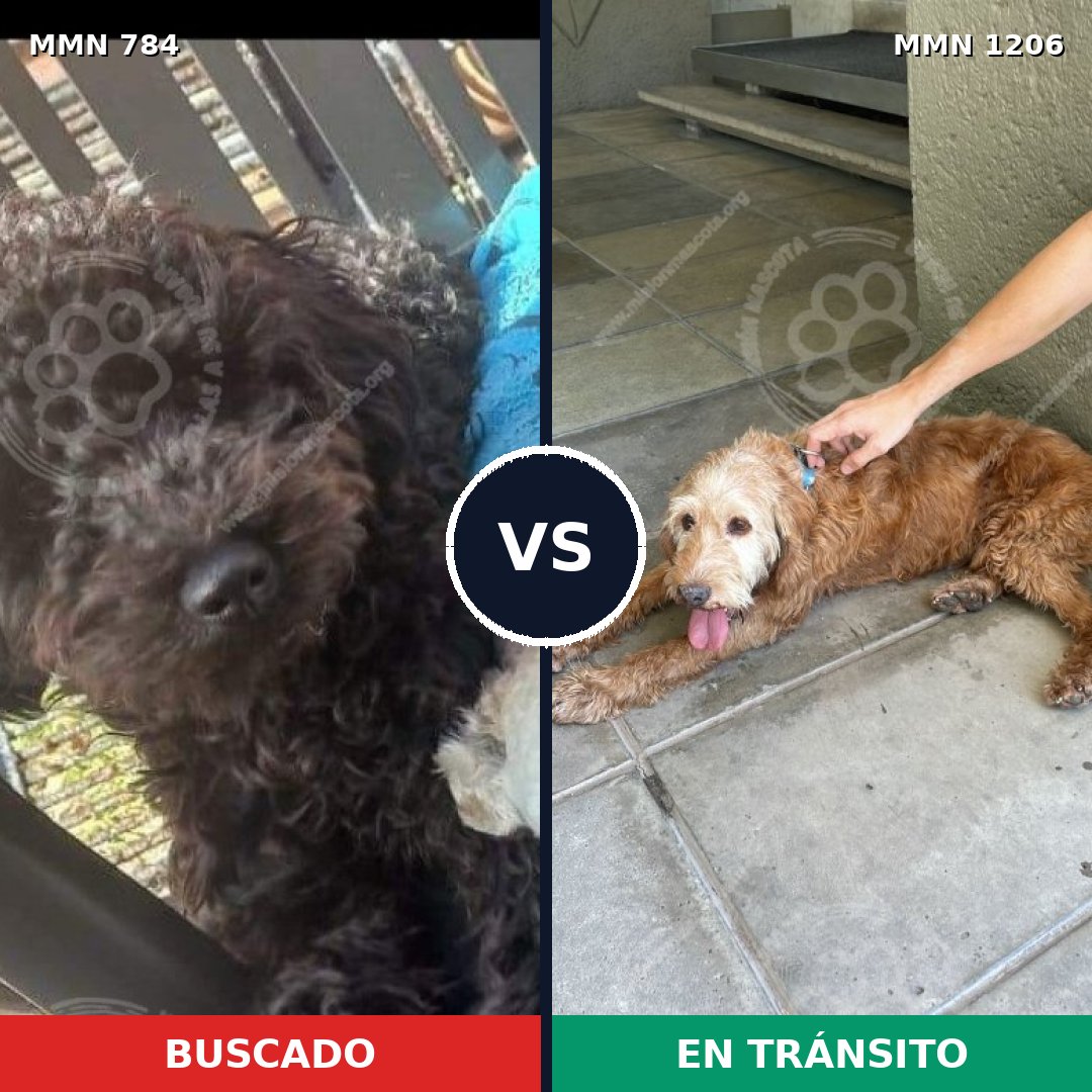 Comparativa MMS 19240: mascota perdida y mascota encontrada, 34% de similitud