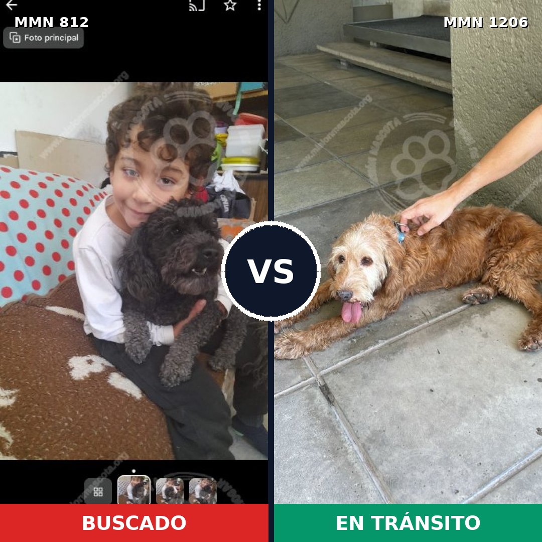 Comparativa MMS 19242: mascota perdida y mascota encontrada, 27% de similitud