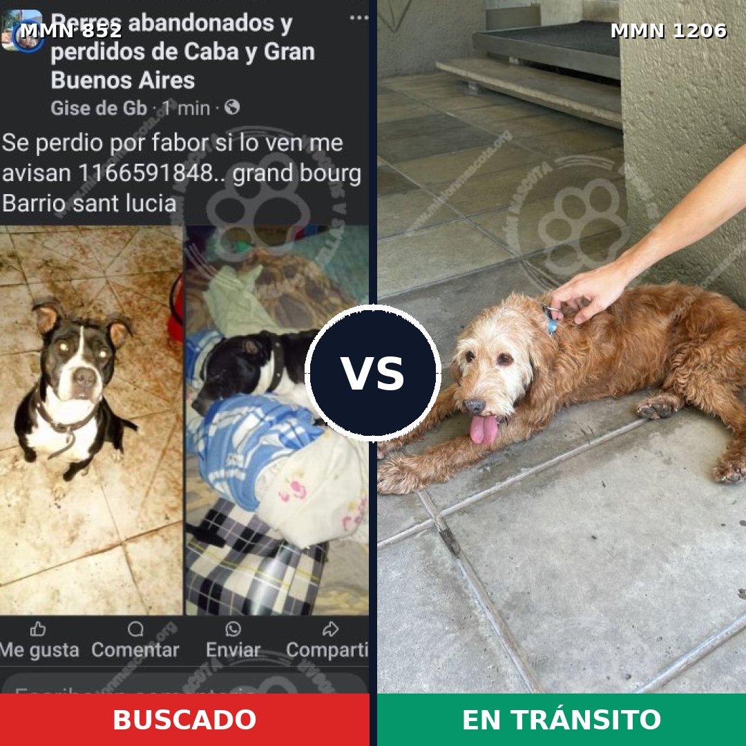 Comparativa MMS 19248: mascota perdida y mascota encontrada, 44% de similitud