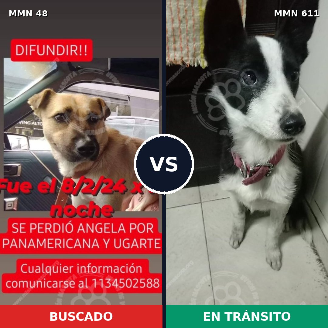 Comparativa MMS 1925: mascota perdida y mascota encontrada, 69% de similitud