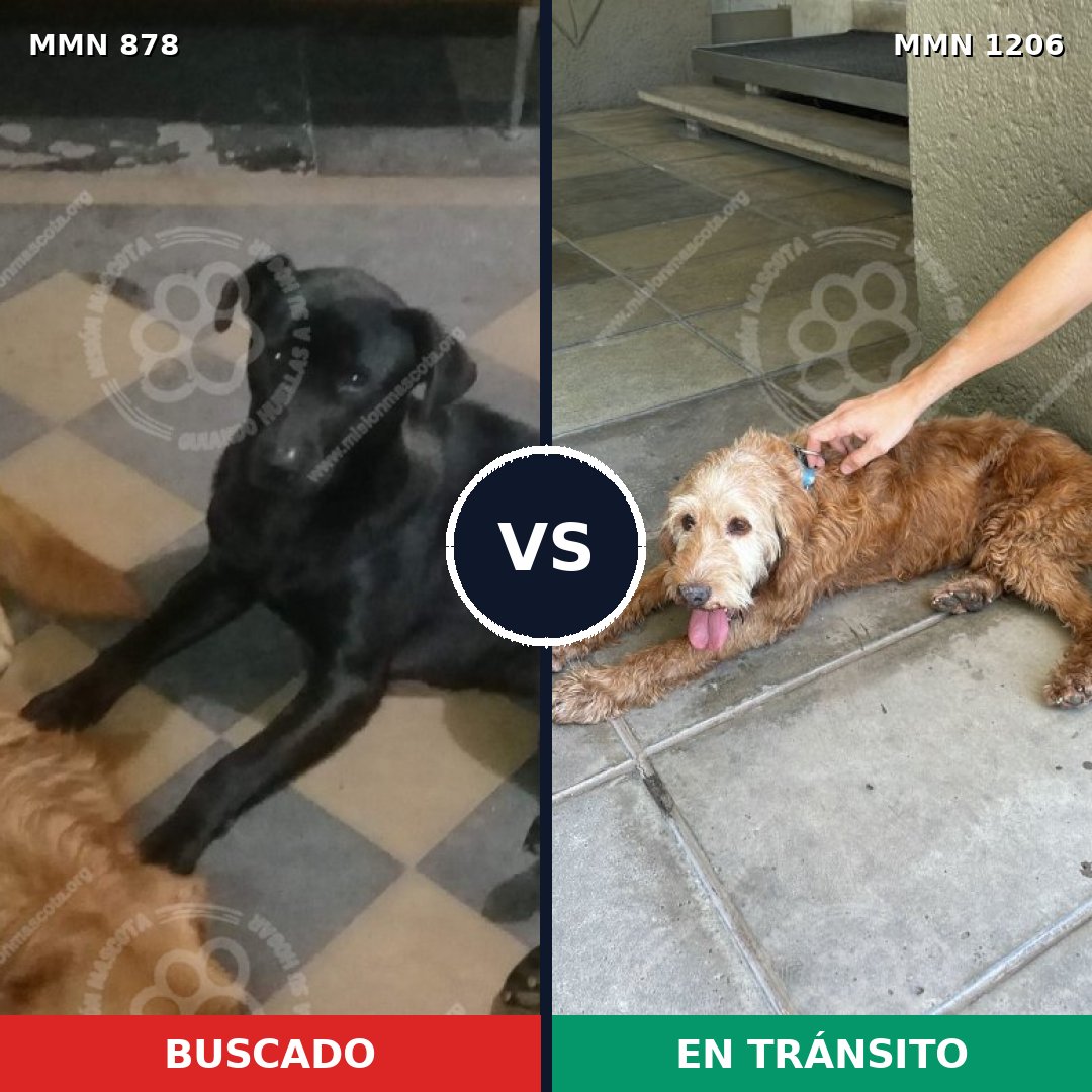Comparativa MMS 19251: mascota perdida y mascota encontrada, 41% de similitud