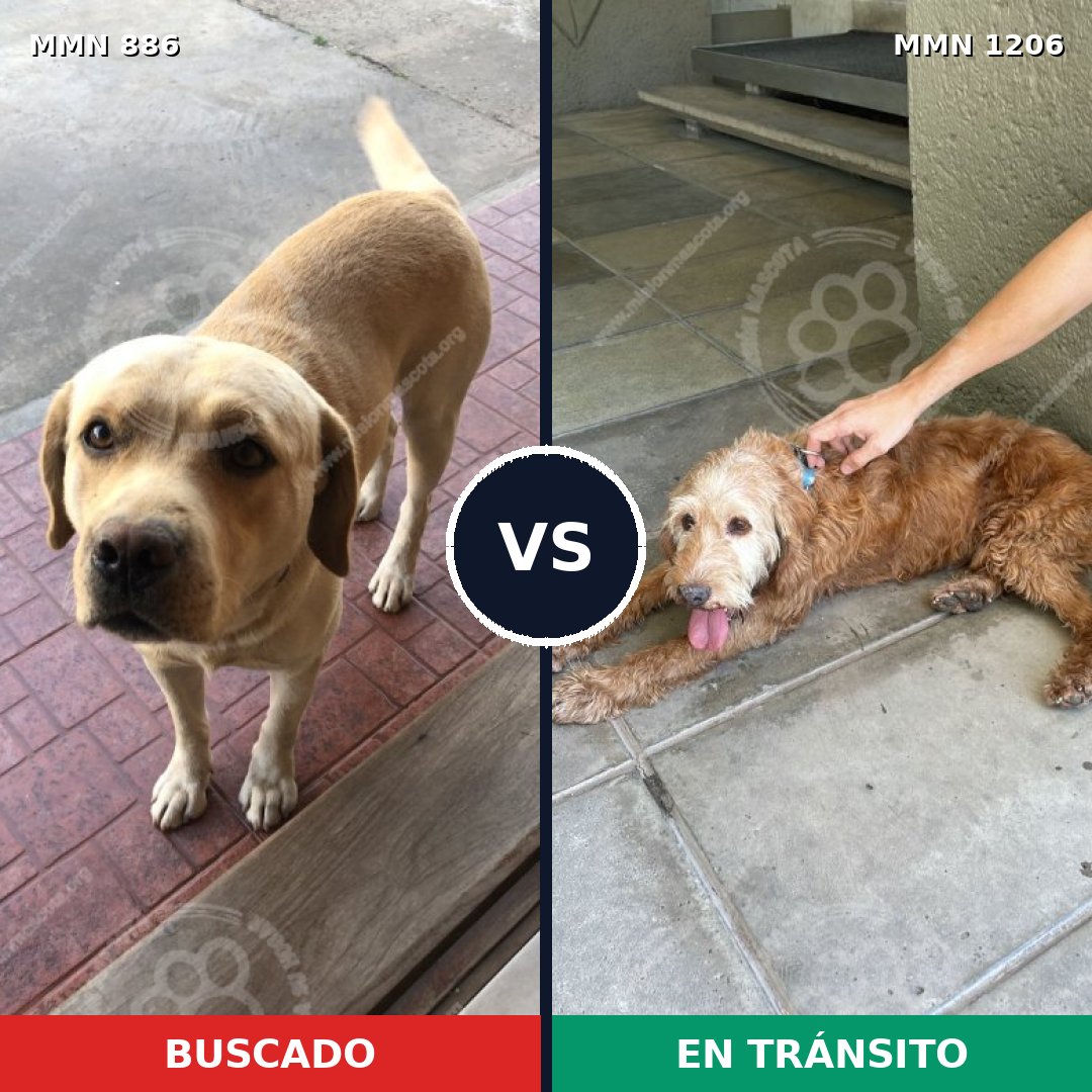 Comparativa MMS 19252: mascota perdida y mascota encontrada, 46% de similitud