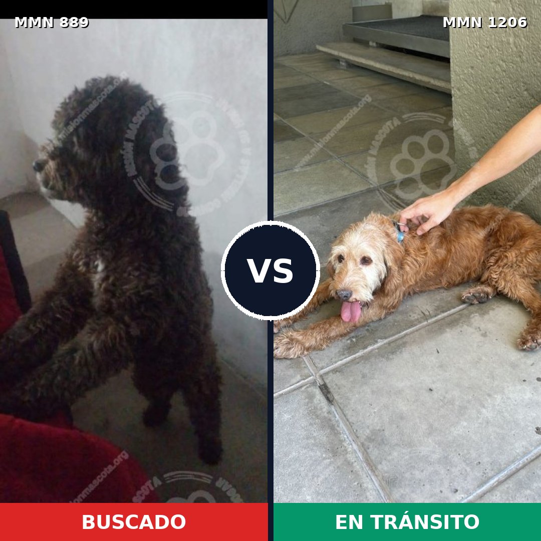 Comparativa MMS 19253: mascota perdida y mascota encontrada, 46% de similitud
