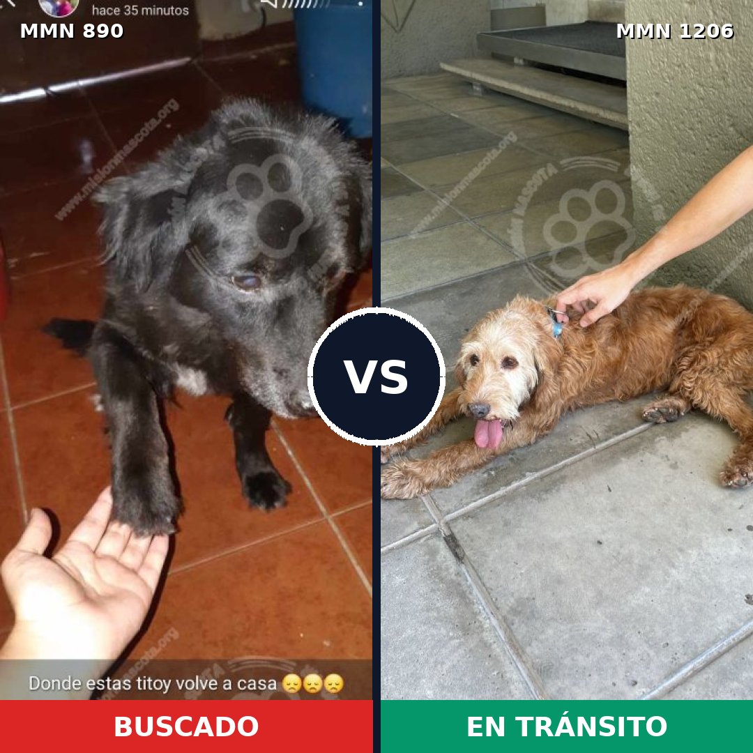 Comparativa MMS 19254: mascota perdida y mascota encontrada, 35% de similitud