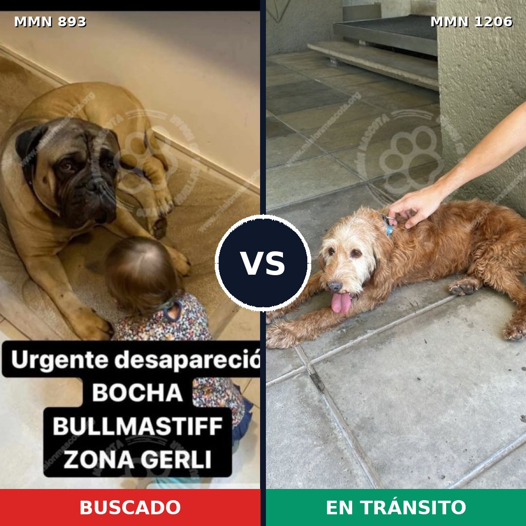 Comparativa MMS 19255: mascota perdida y mascota encontrada, 25% de similitud
