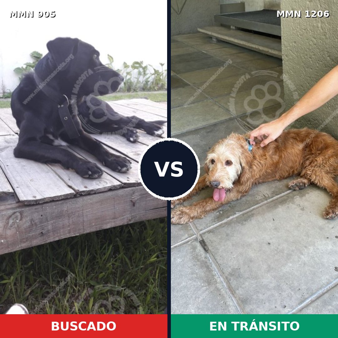 Comparativa MMS 19257: mascota perdida y mascota encontrada, 79% de similitud