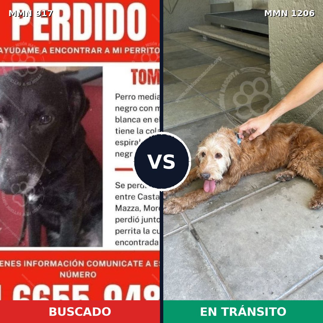 Comparativa MMS 19259: mascota perdida y mascota encontrada, 55% de similitud