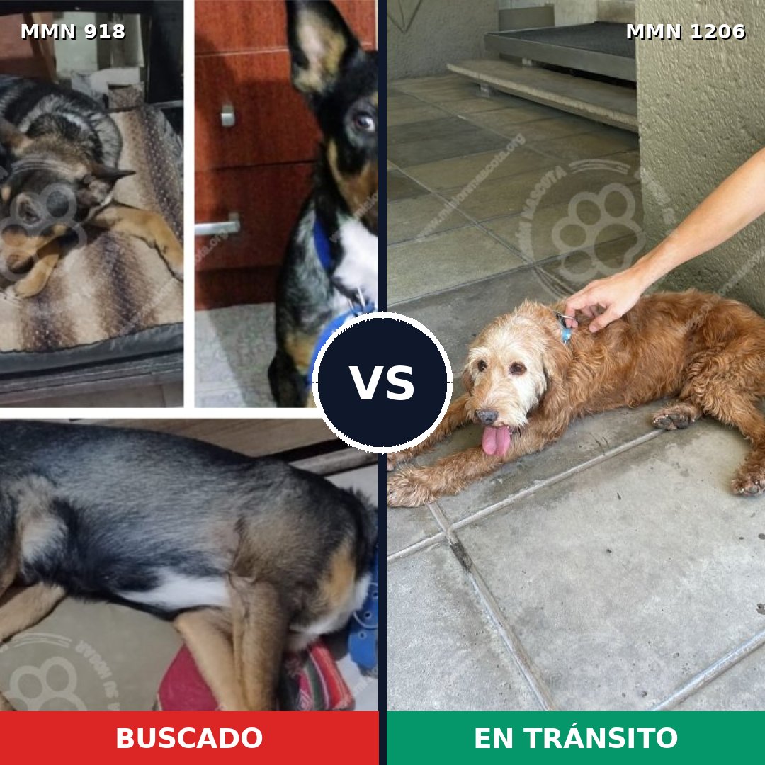 Comparativa MMS 19260: mascota perdida y mascota encontrada, 45% de similitud