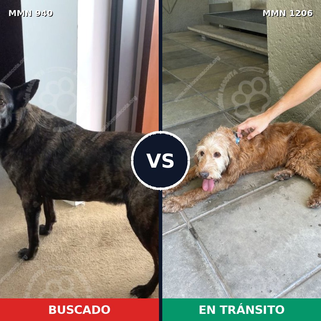 Comparativa MMS 19262: mascota perdida y mascota encontrada, 52% de similitud