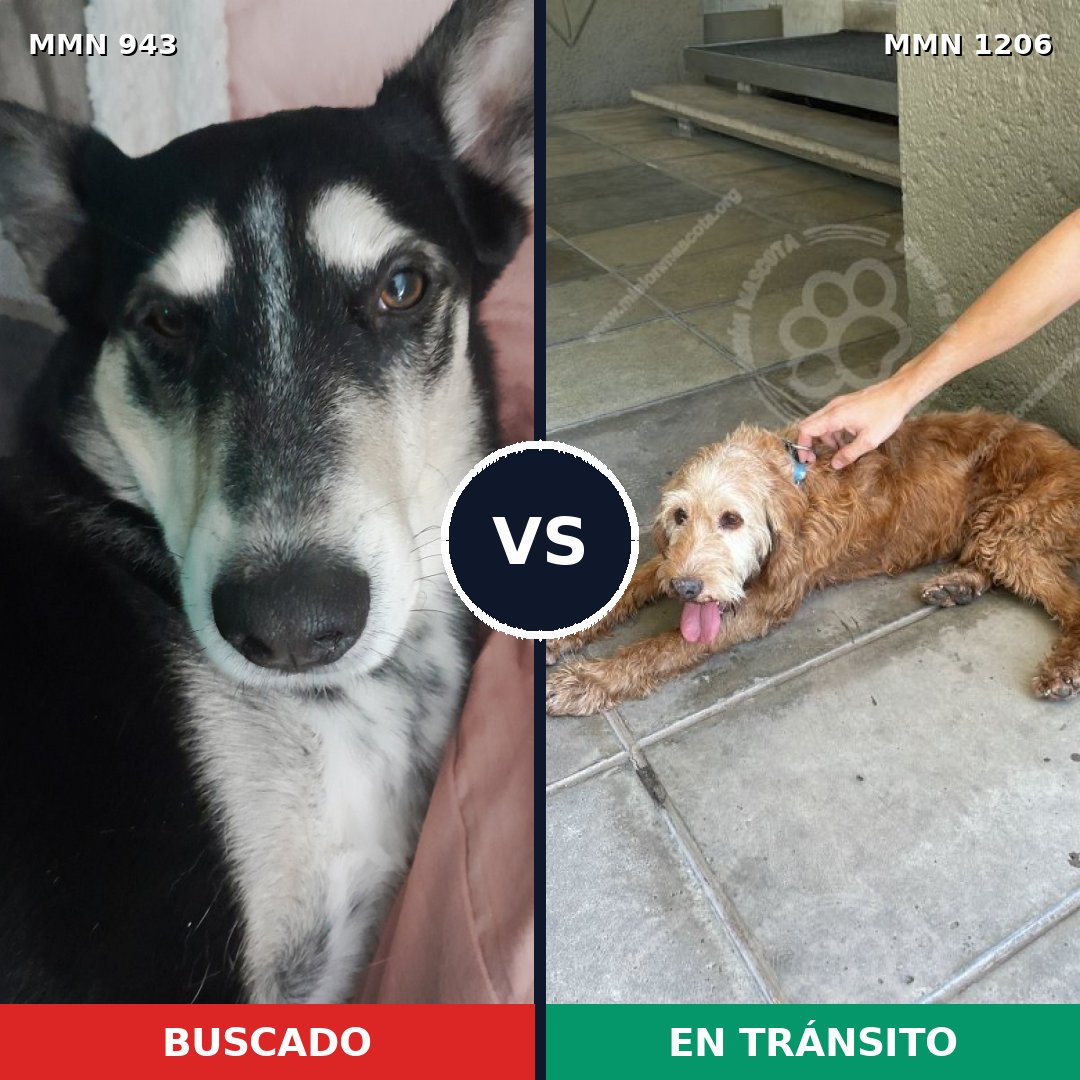 Comparativa MMS 19263: mascota perdida y mascota encontrada, 59% de similitud