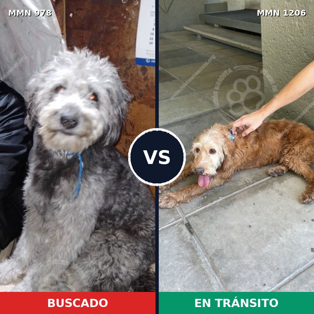 Comparativa MMS 19267: mascota perdida y mascota encontrada, 44% de similitud