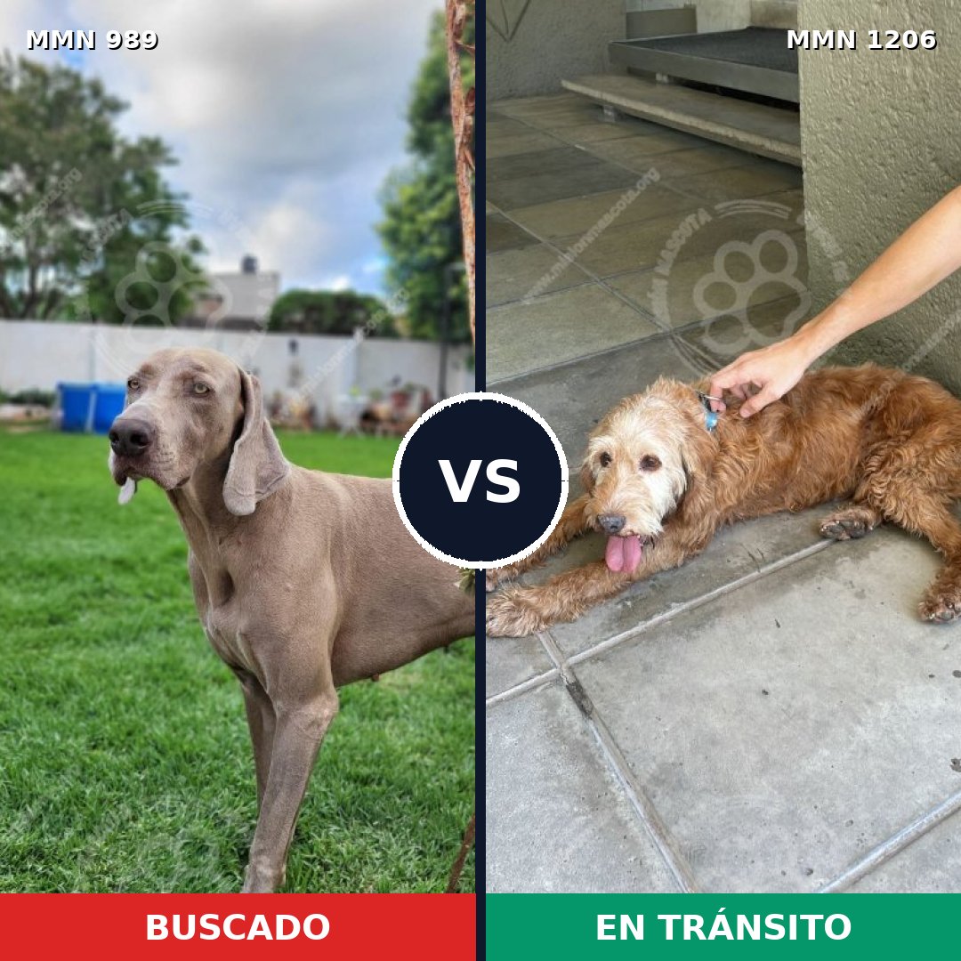 Comparativa MMS 19269: mascota perdida y mascota encontrada, 30% de similitud