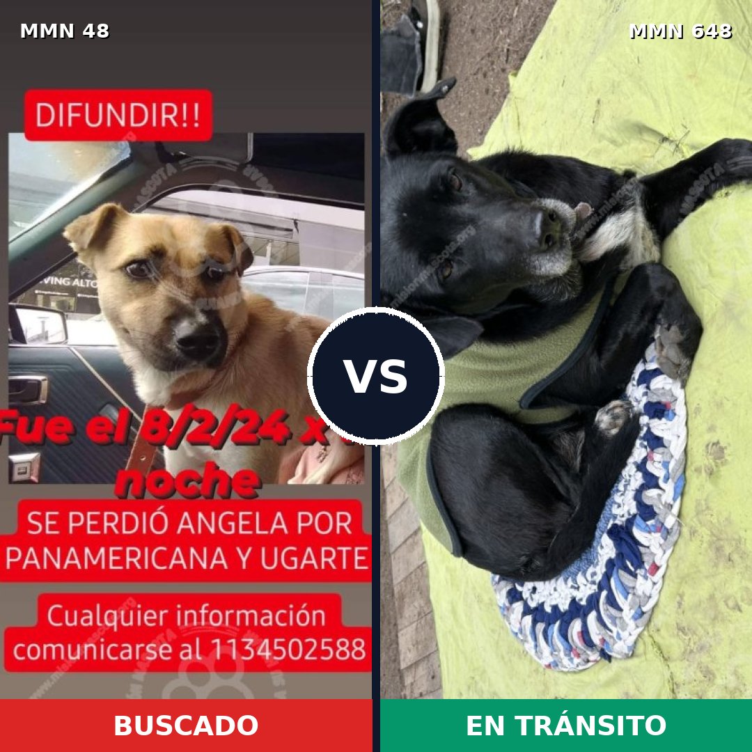 Comparativa MMS 1927: mascota perdida y mascota encontrada, 41% de similitud