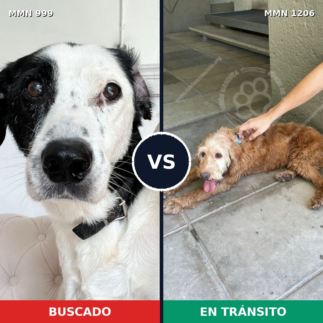 Comparativa MMS 19270: mascota perdida y mascota encontrada, 46% de similitud