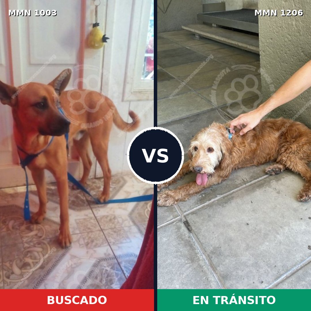 Comparativa MMS 19271: mascota perdida y mascota encontrada, 33% de similitud