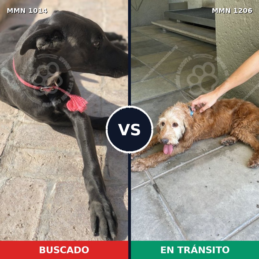 Comparativa MMS 19274: mascota perdida y mascota encontrada, 44% de similitud