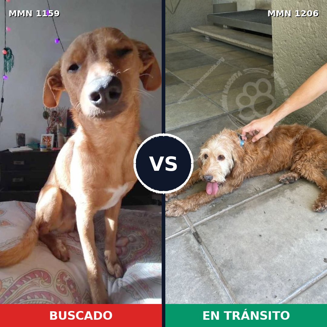 Comparativa MMS 19276: mascota perdida y mascota encontrada, 64% de similitud