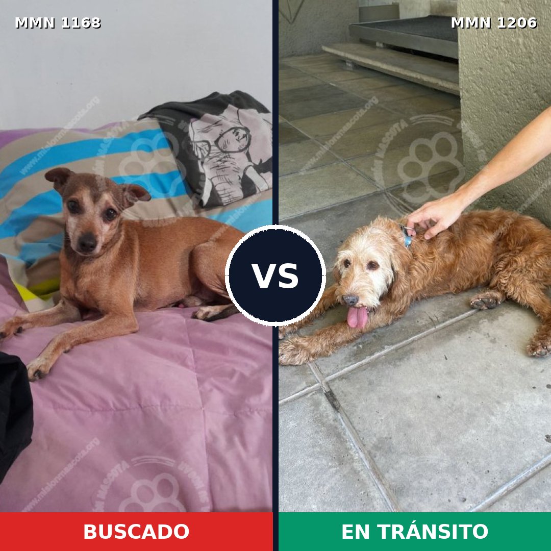 Comparativa MMS 19277: mascota perdida y mascota encontrada, 43% de similitud