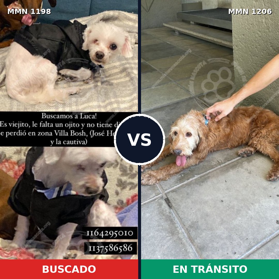Comparativa MMS 19280: mascota perdida y mascota encontrada, 40% de similitud