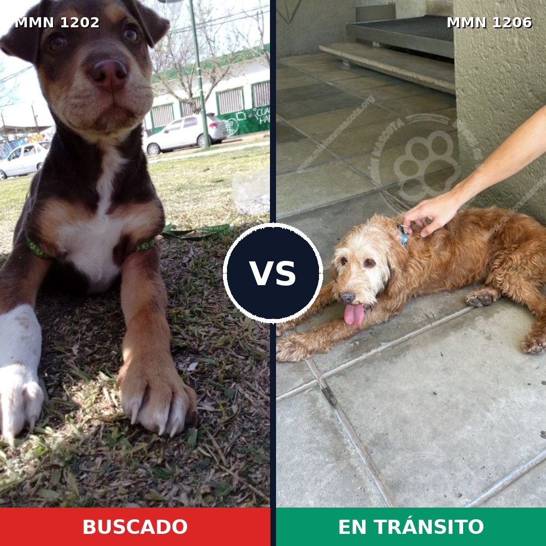 Comparativa MMS 19281: mascota perdida y mascota encontrada, 37% de similitud