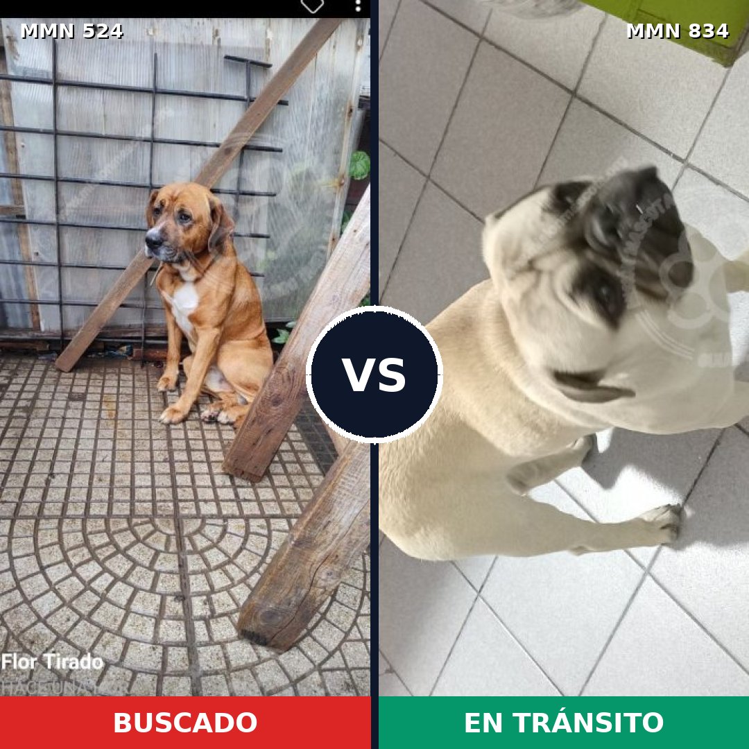 Comparativa MMS 19282: mascota perdida y mascota encontrada, 22% de similitud