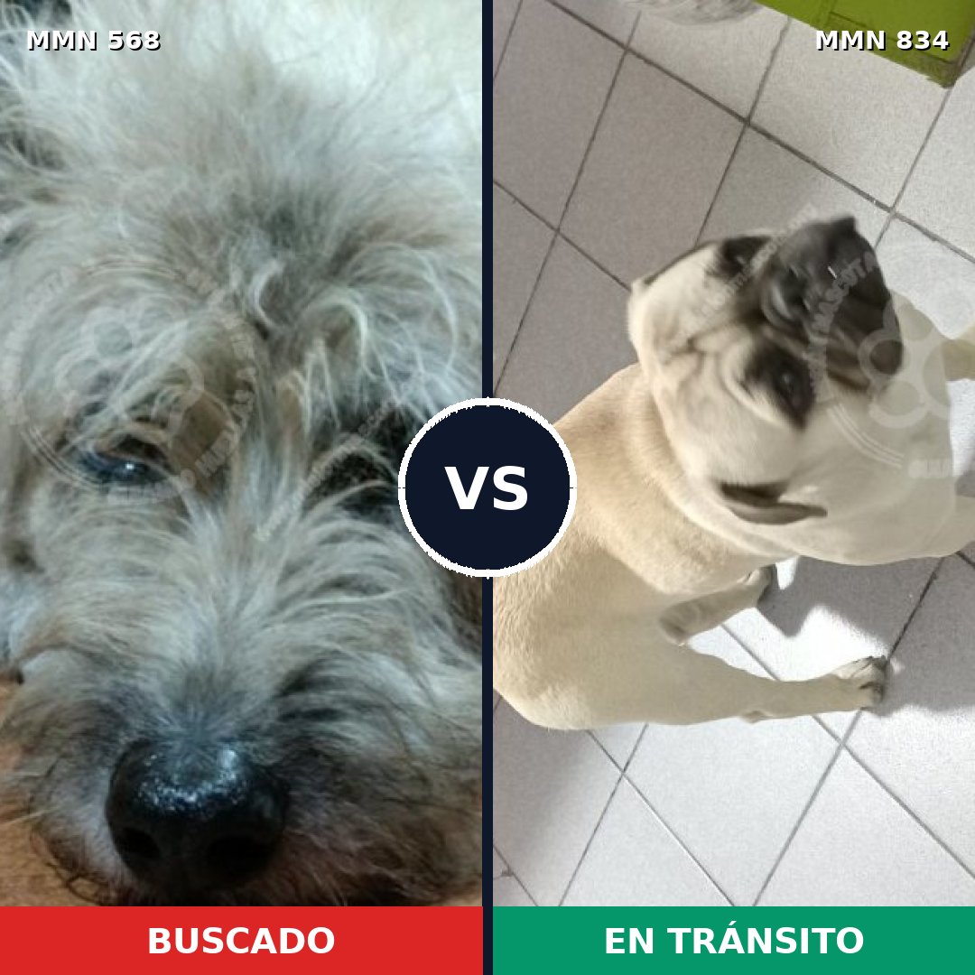 Comparativa MMS 19284: mascota perdida y mascota encontrada, 27% de similitud