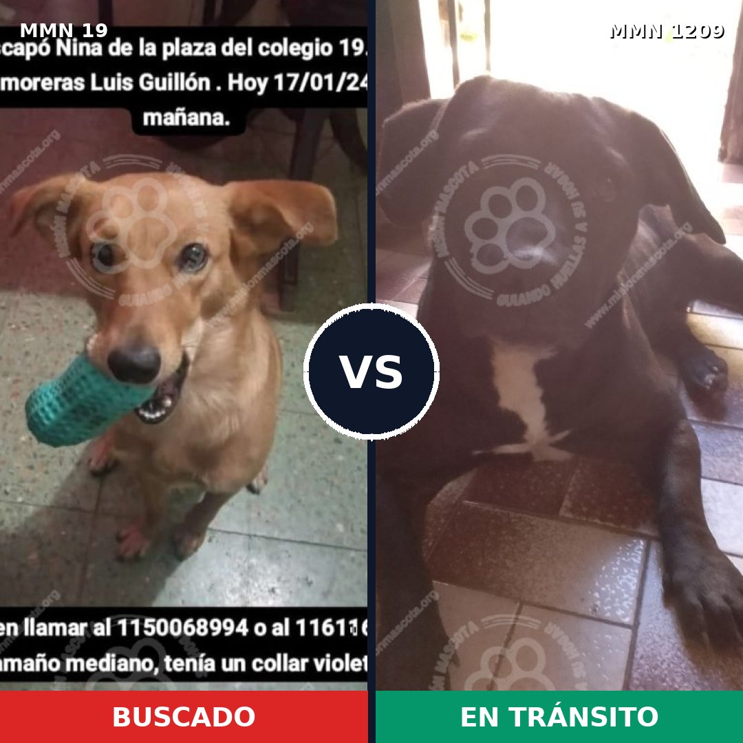 Comparativa MMS 19287: mascota perdida y mascota encontrada, 66% de similitud