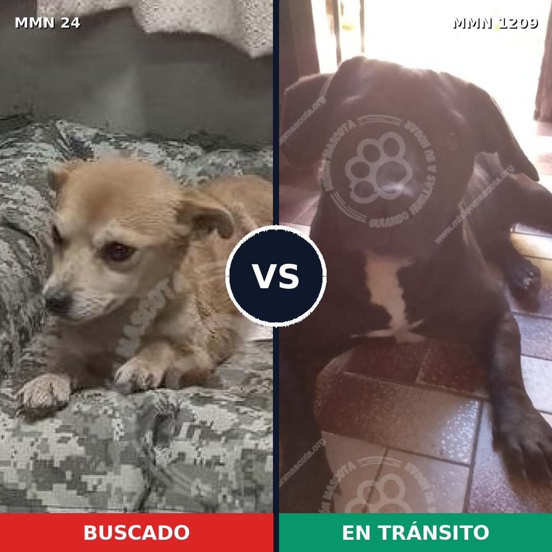 Comparativa MMS 19289: mascota perdida y mascota encontrada, 53% de similitud