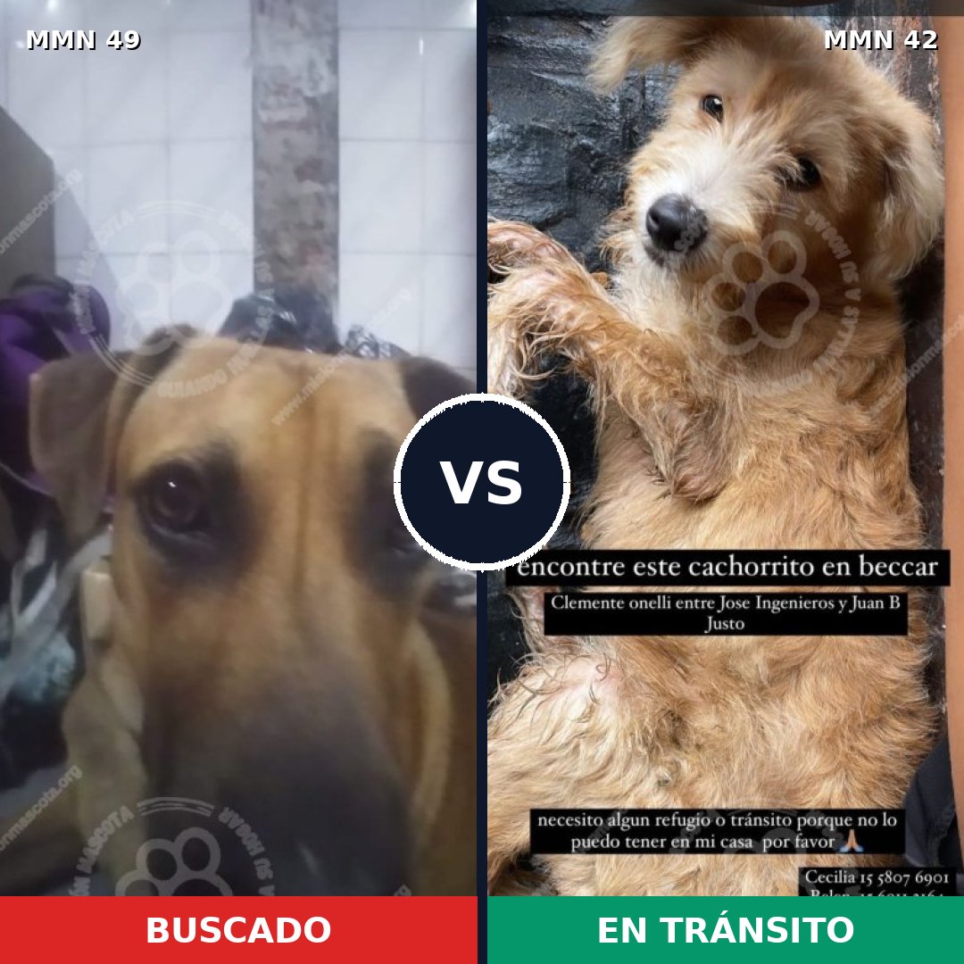 Comparativa MMS 1929: mascota perdida y mascota encontrada, 49% de similitud