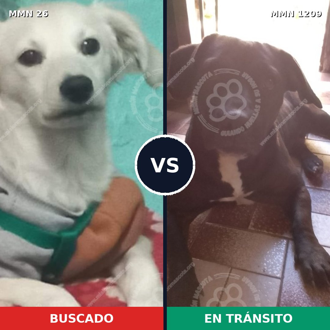 Comparativa MMS 19291: mascota perdida y mascota encontrada, 0% de similitud