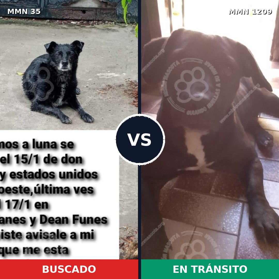 Comparativa MMS 19292: mascota perdida y mascota encontrada, 69% de similitud