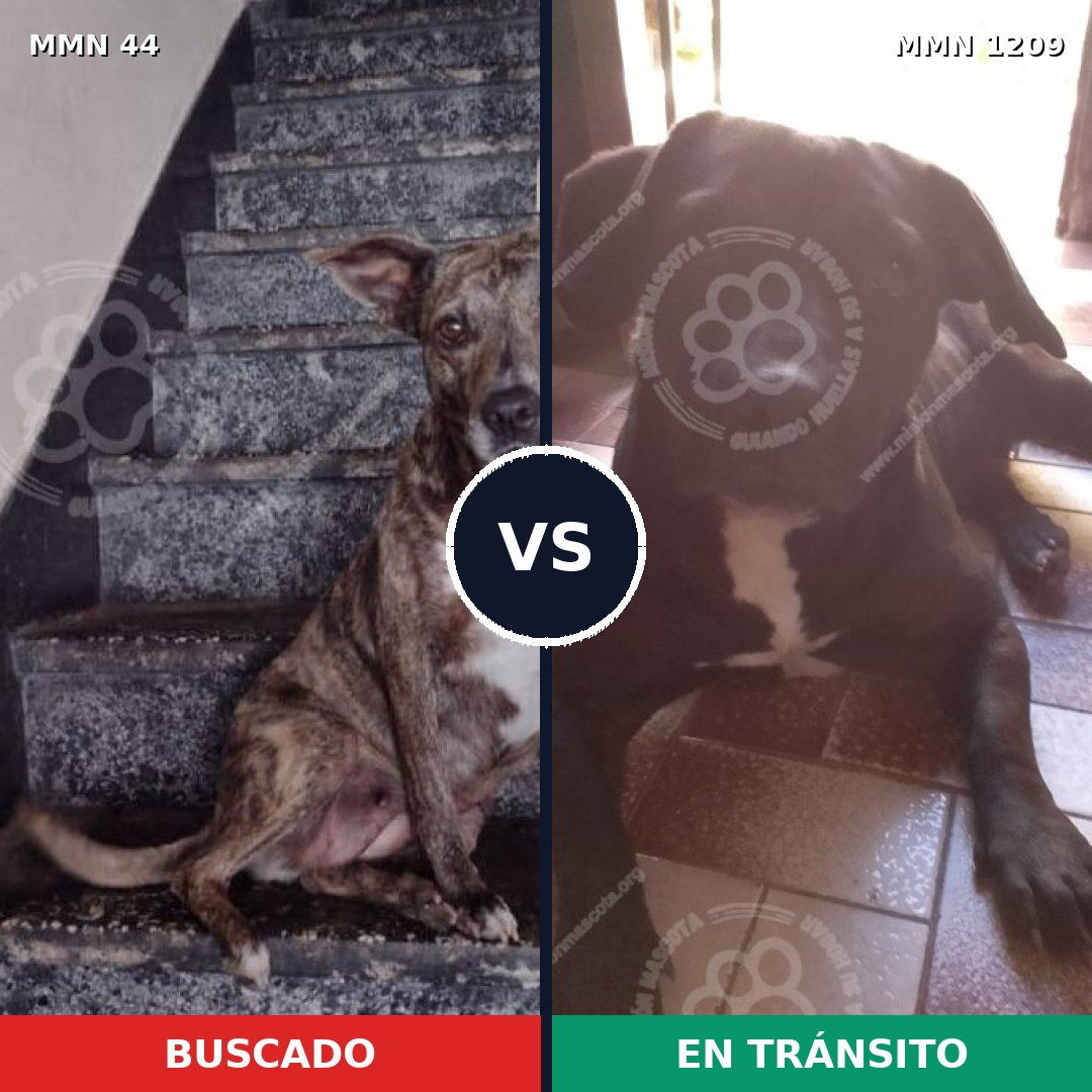 Comparativa MMS 19293: mascota perdida y mascota encontrada, 62% de similitud