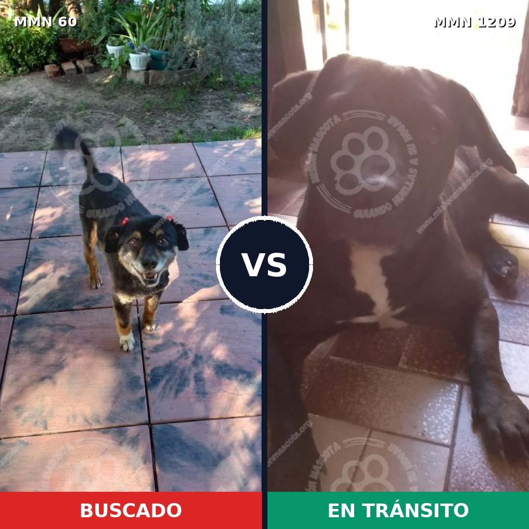 Comparativa MMS 19295: mascota perdida y mascota encontrada, 80% de similitud