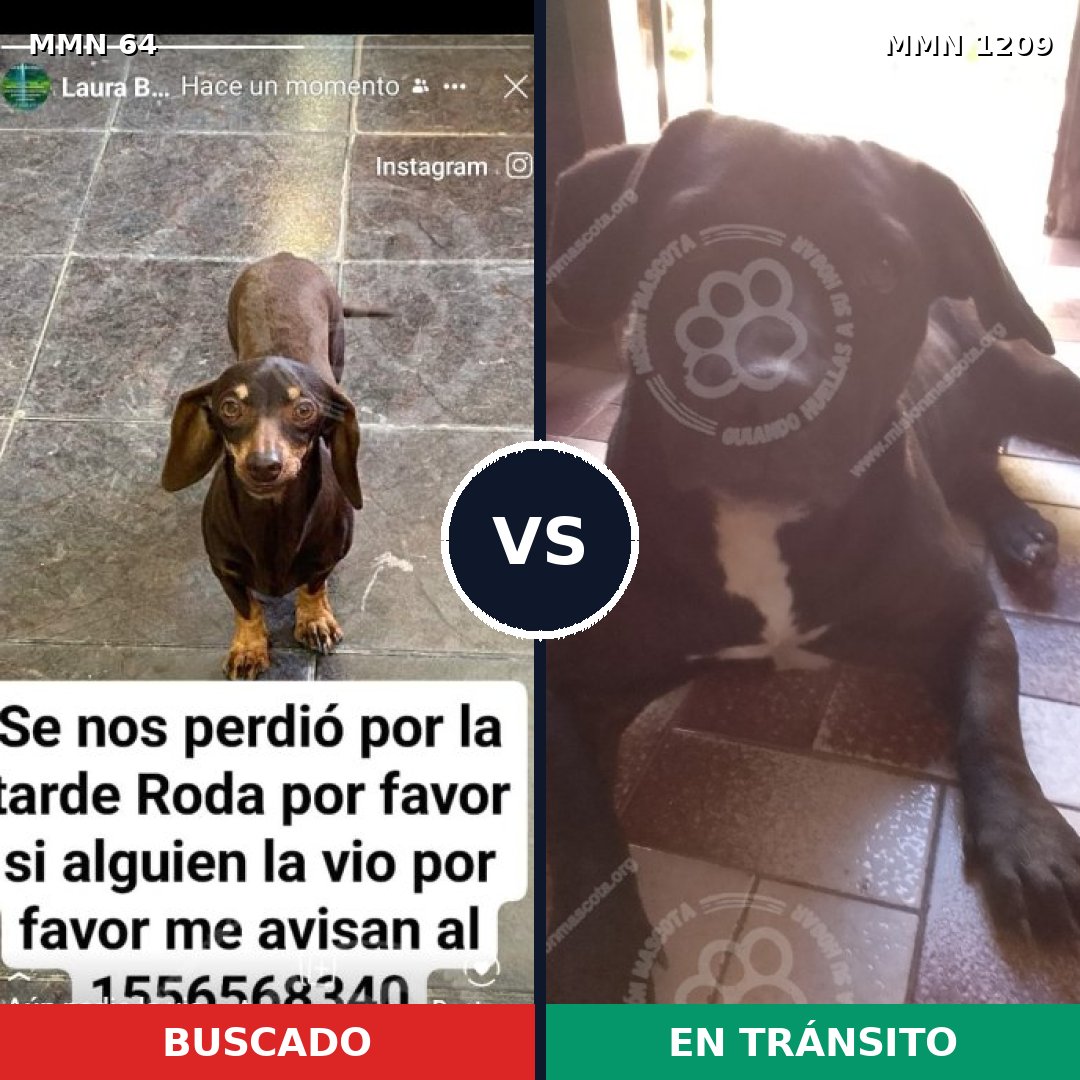 Comparativa MMS 19296: mascota perdida y mascota encontrada, 37% de similitud