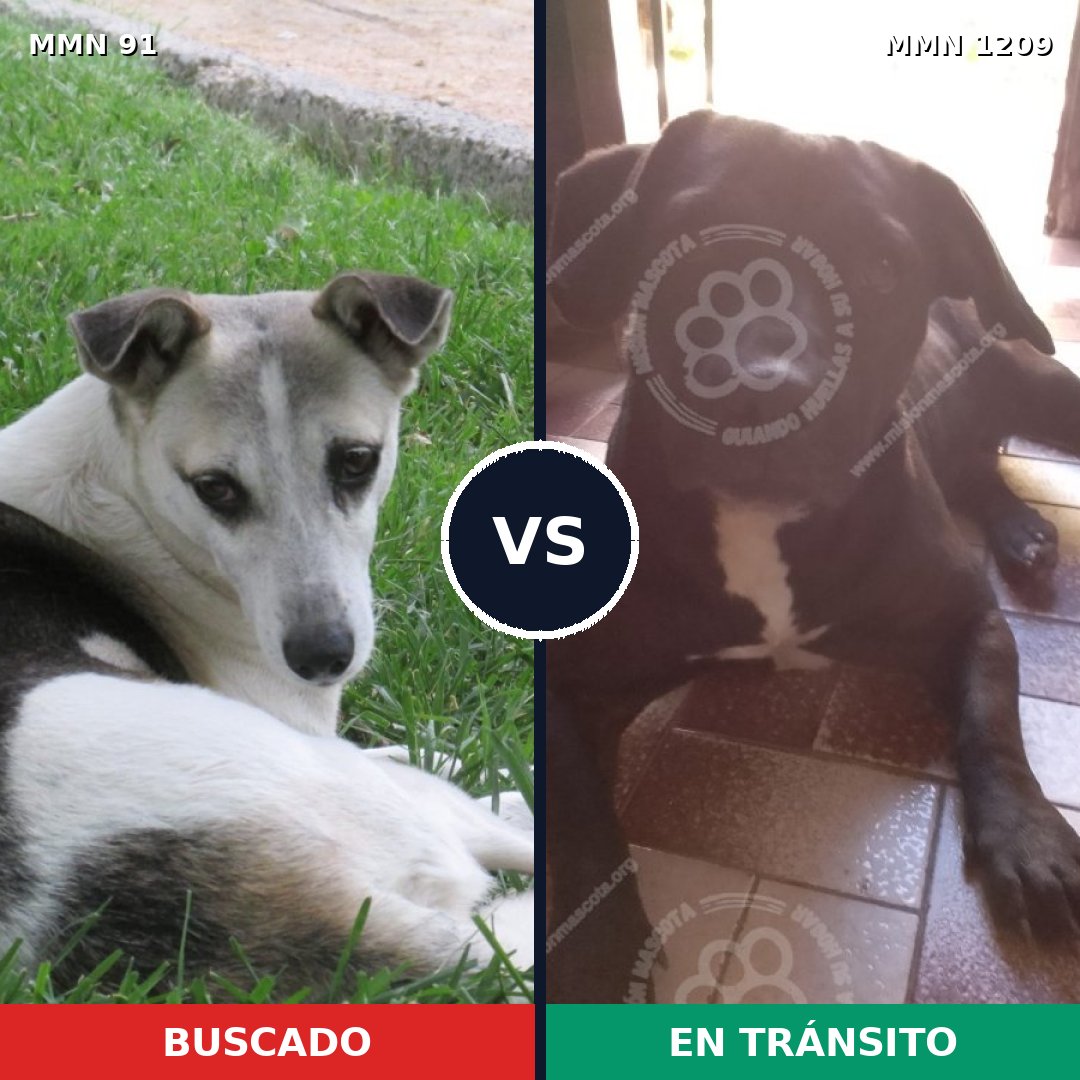 Comparativa MMS 19297: mascota perdida y mascota encontrada, 73% de similitud