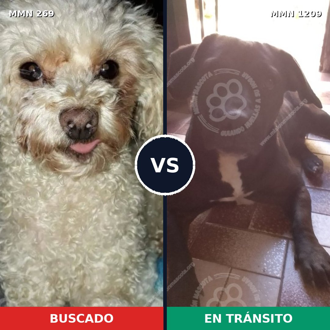 Comparativa MMS 19298: mascota perdida y mascota encontrada, 30% de similitud