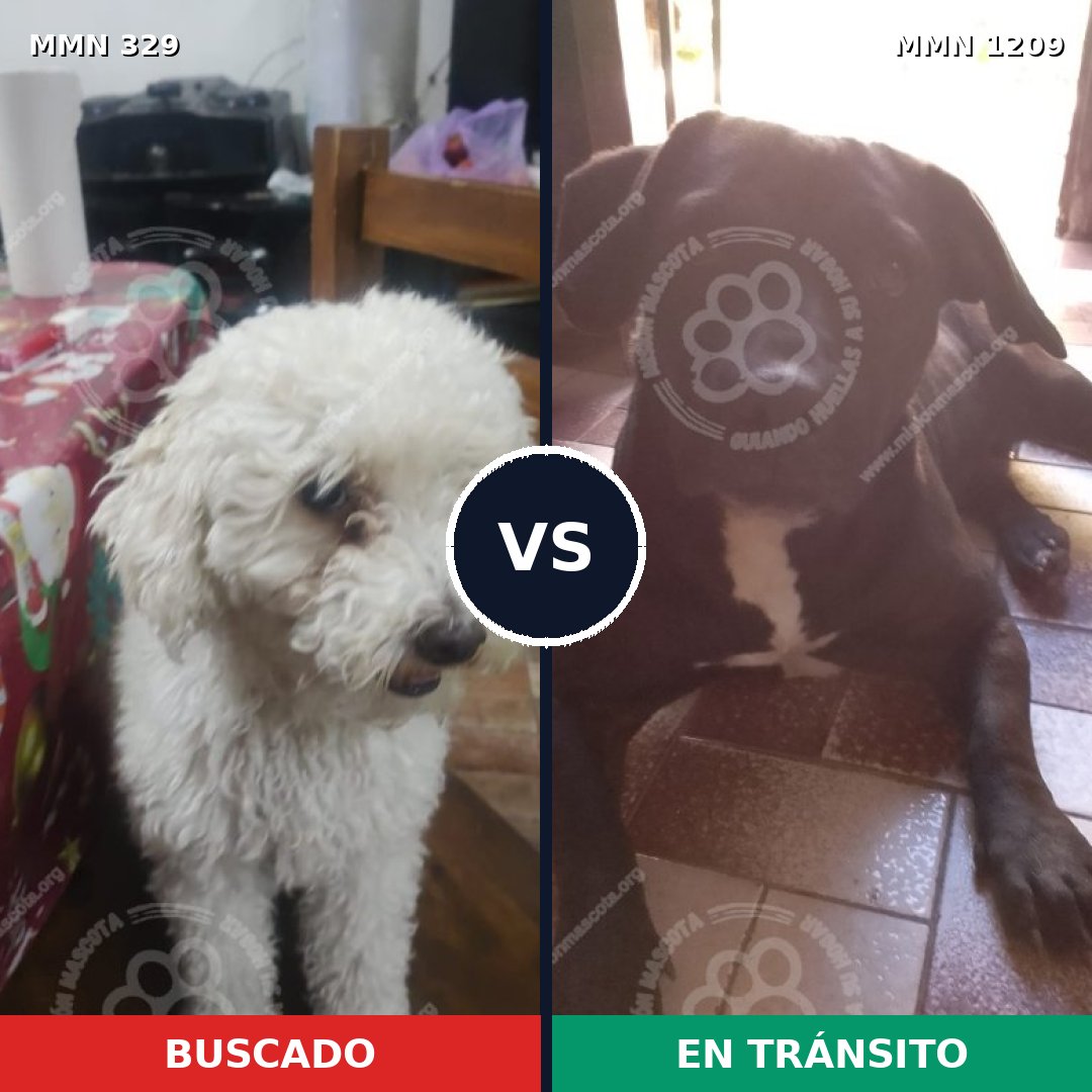 Comparativa MMS 19299: mascota perdida y mascota encontrada, 42% de similitud