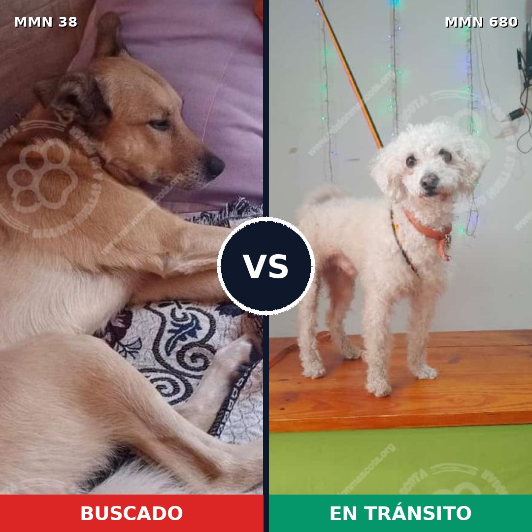 Comparativa MMS 193: mascota perdida y mascota encontrada, 36% de similitud
