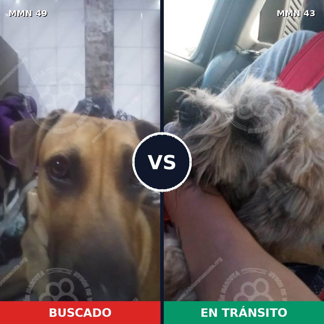 Comparativa MMS 1930: mascota perdida y mascota encontrada, 48% de similitud