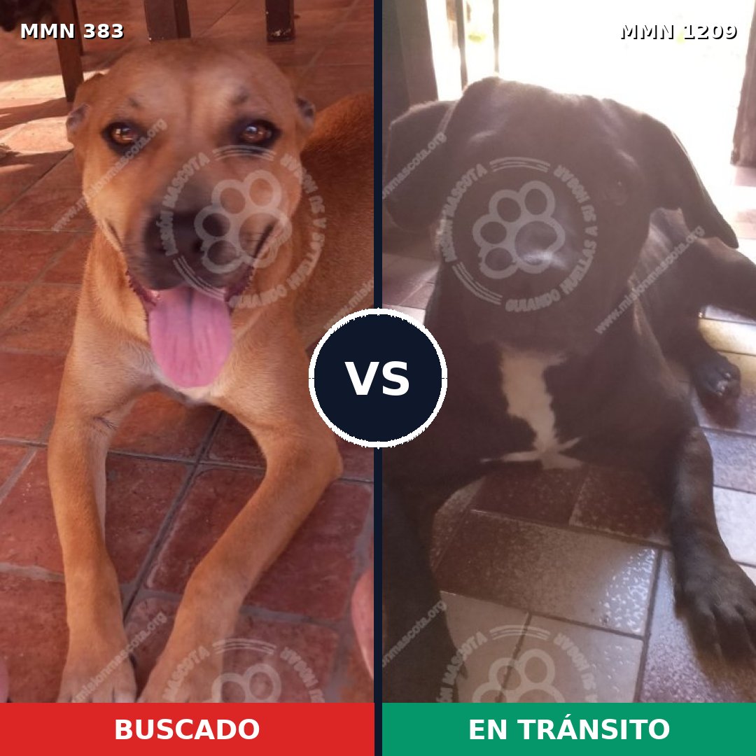 Comparativa MMS 19301: mascota perdida y mascota encontrada, 47% de similitud