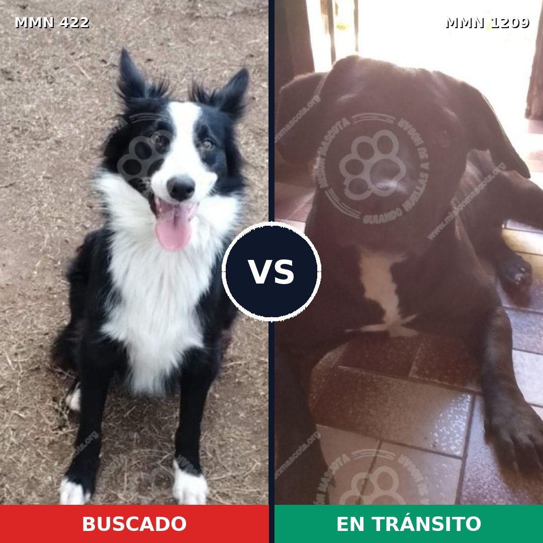 Comparativa MMS 19303: mascota perdida y mascota encontrada, 53% de similitud