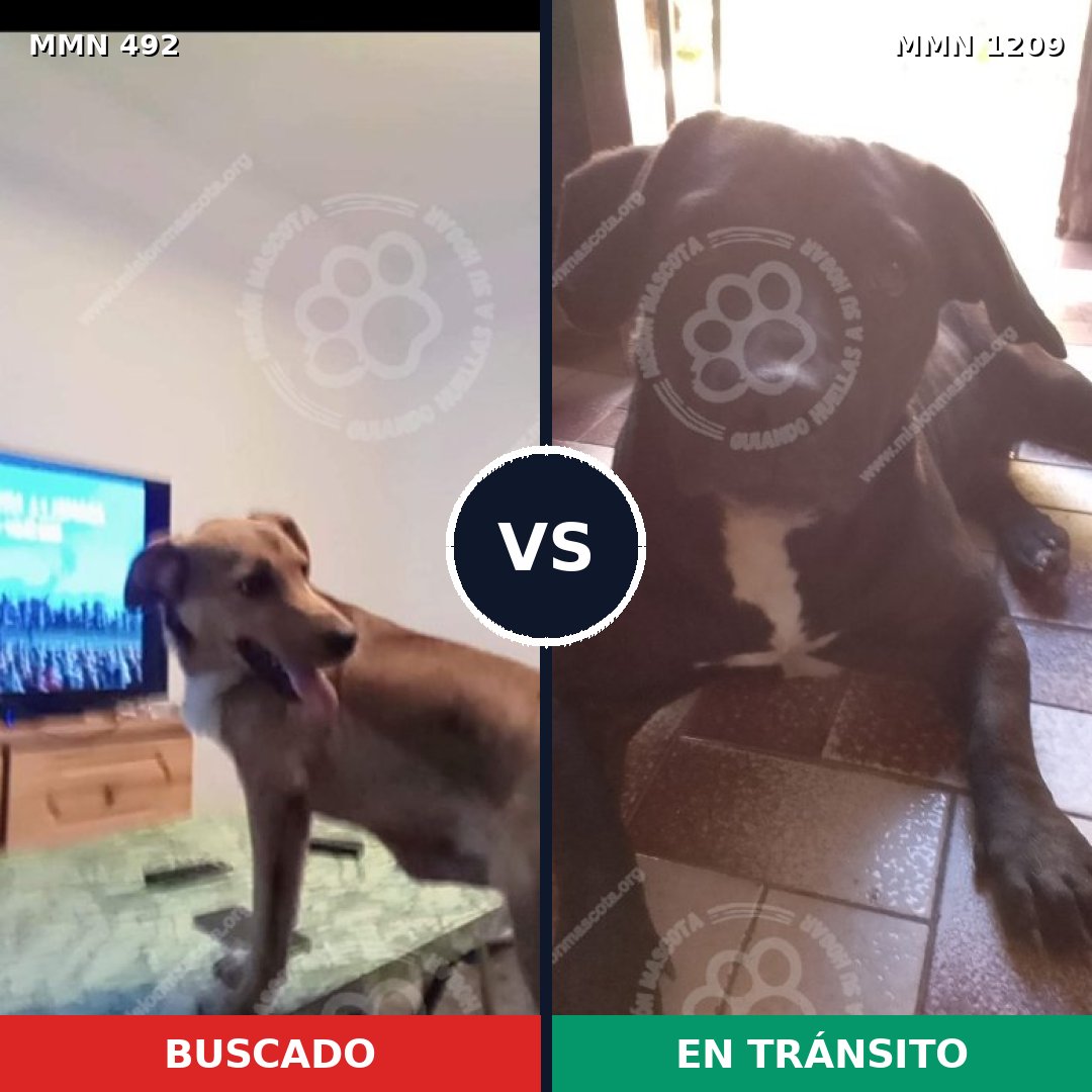 Comparativa MMS 19304: mascota perdida y mascota encontrada, 54% de similitud