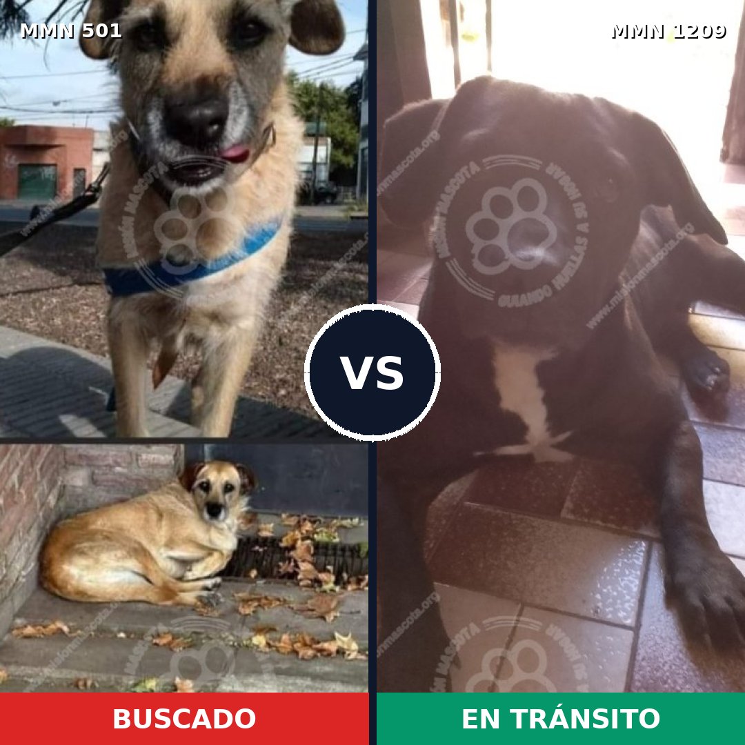 Comparativa MMS 19305: mascota perdida y mascota encontrada, 77% de similitud